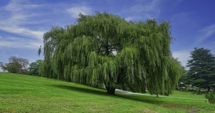 Söğüt ağacı neden rüzgarda kırılmaz?