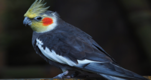 Sultan Papağanı neden kafasını öne eğer?